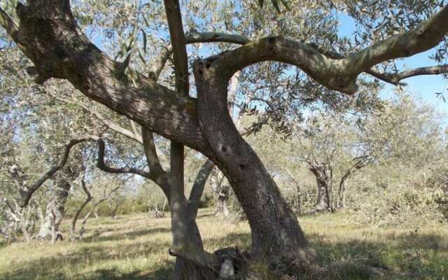 Domaine Oléicole du Mas Boutet - B&B
