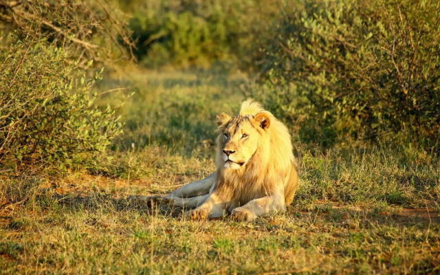 Madikwe Hills