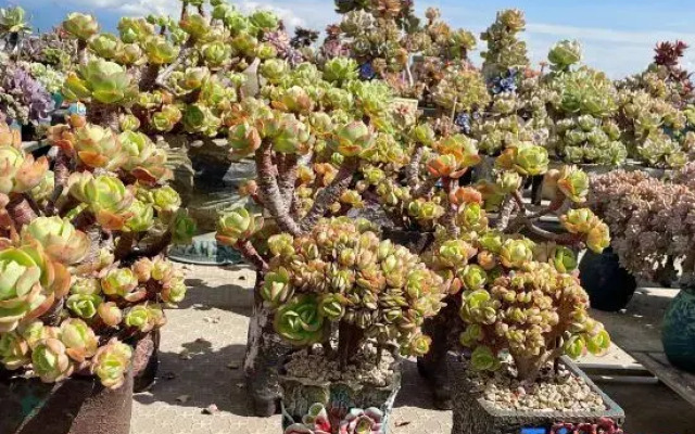 Seven Shanfang Homestay