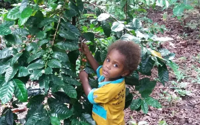 Tanna Eco Venture Bungalow