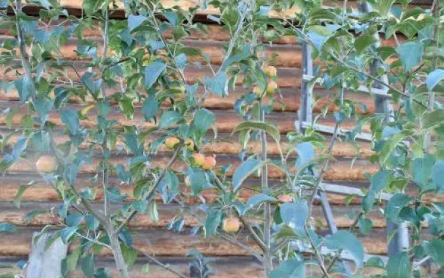 1 Gostiniy Dvor Izbushka