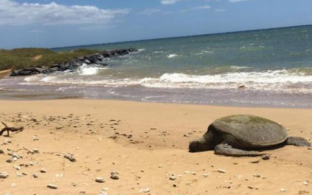 Aloha AKU - Honu 1