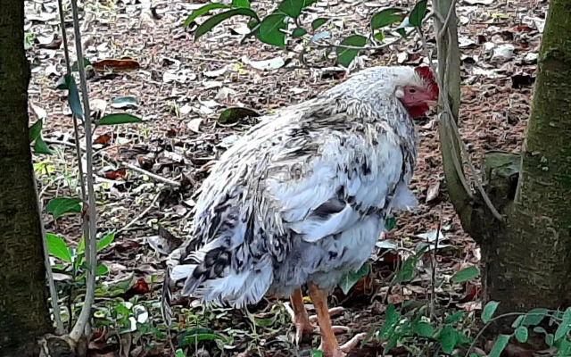 Agriturismo Podere Bedin