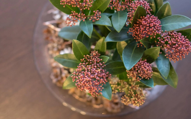 Spa Druskininkai Apartment