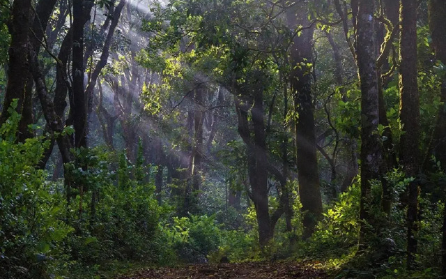 The Tamara Coorg
