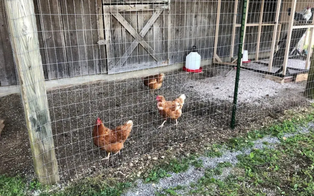 Willow Bend Farm