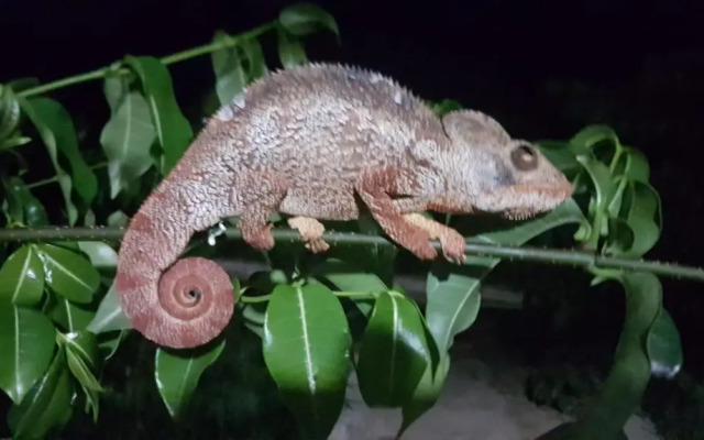 Sanjeela Plage Coco