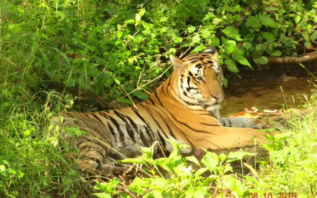 Windsor Tiger Resort
