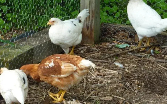 On Cranberry Pond B&B