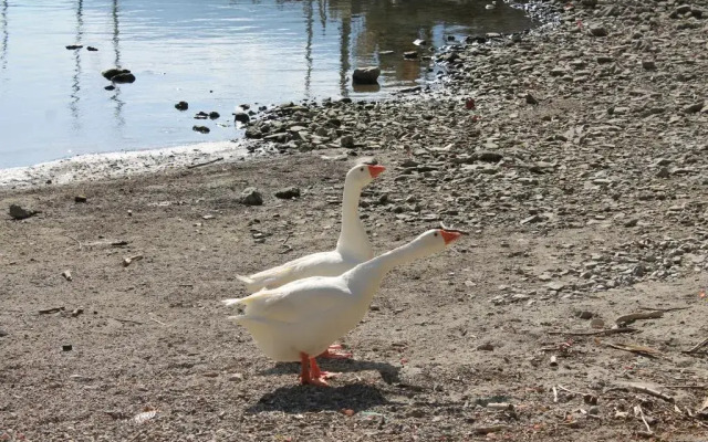 Balcony Lake View Apartment