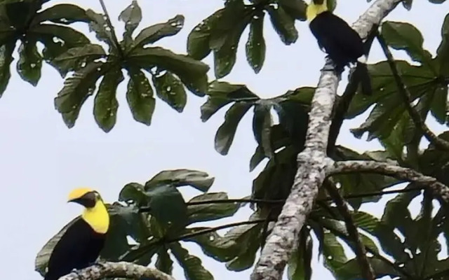Cabinas El Pilon Rio Celeste