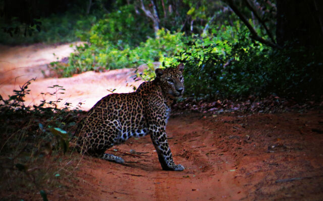 Mahoora Tented Safari Camp - Wilpattu