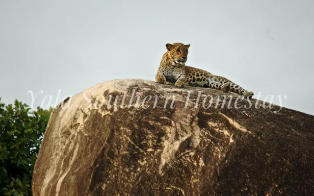 Yala Southern Homestay