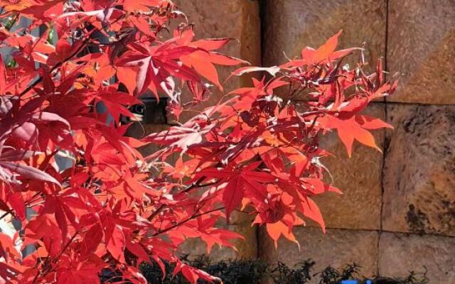 Lijiang junayuanzhu Homestay