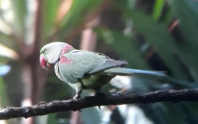 Rainforest River Edge