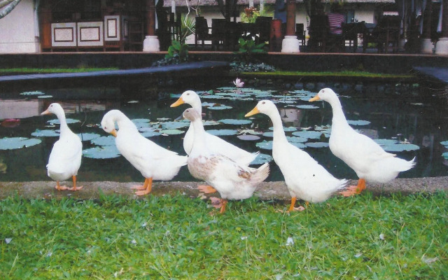 Villa Taman di Blayu