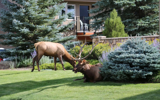 Quality Inn near Rocky Mountain National Park