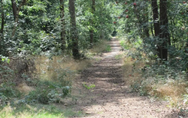 Regina Vught