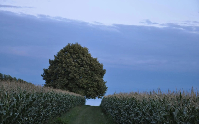Nussbaum
