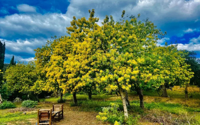 Masia Mimosa