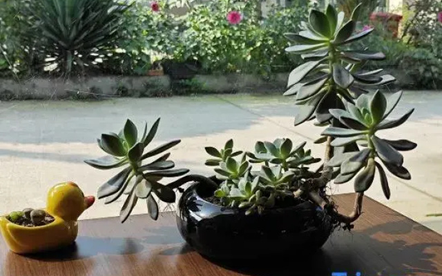 Shangli ancient town water bay green home stay