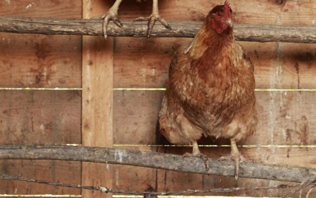 Agriturismo Belvedere Pierini e Brugi