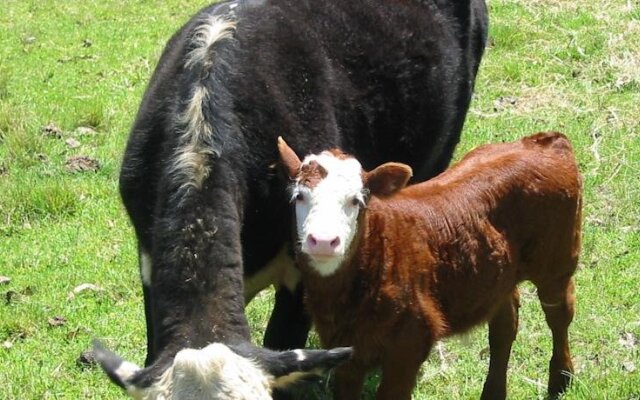 Rural Executive Holiday House @ Lavender Grove Farm