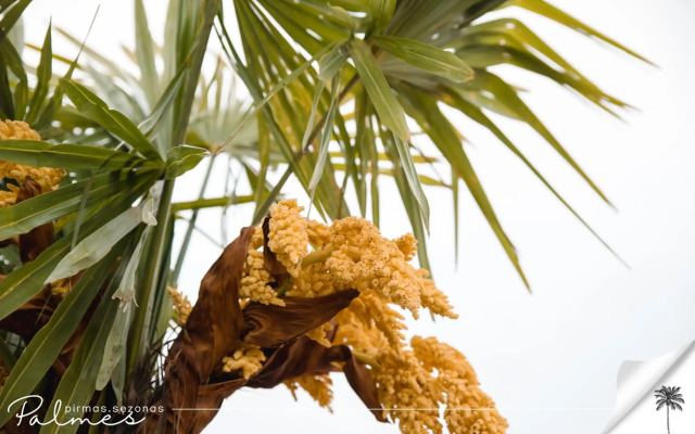 Palmes.pirmas.sezonas