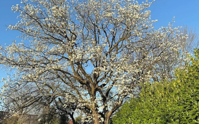 The Beautiful White House