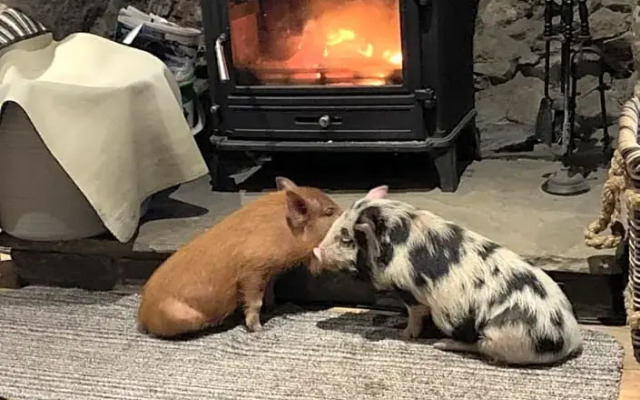 Cwtch Farm Bed & Breakfast