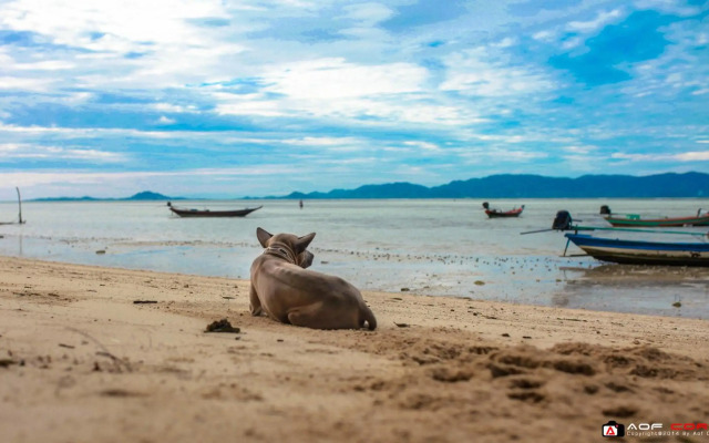 The Pier Koh Phangan