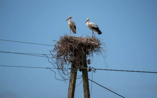 Summer House in Dabrowa by the Sea