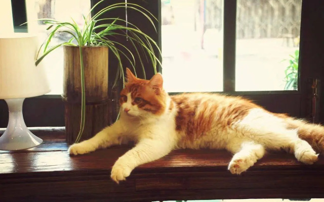 meeting the cats hostel