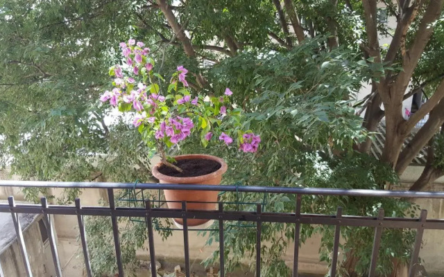Apartment Lelli