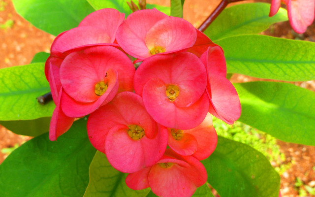 The FlyCatcher Inn Boutique Hotel