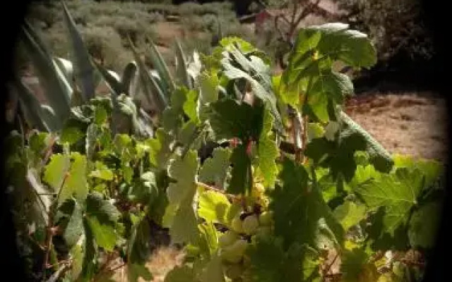 La Villa aux Oliviers