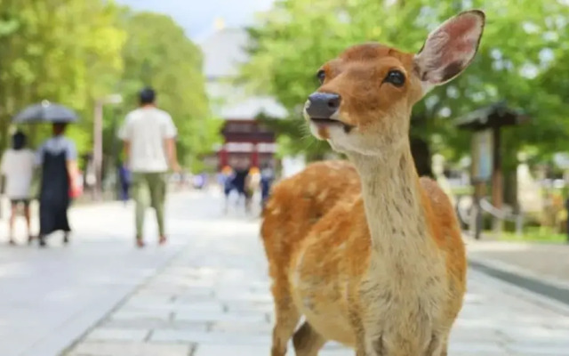 Arashi Hotel Nambaminami