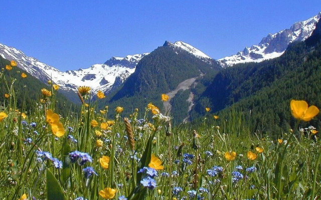 Hôtel Chalet Les Cimes