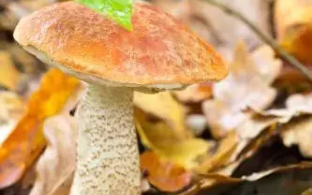 Добрая Сказка