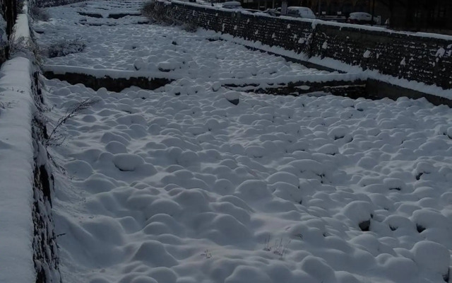 Pine Tree Apartment D34