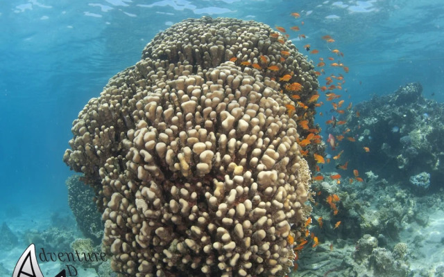 Aqaba Adventure Divers Village
