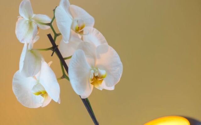 Tivoli Gardens 8895
