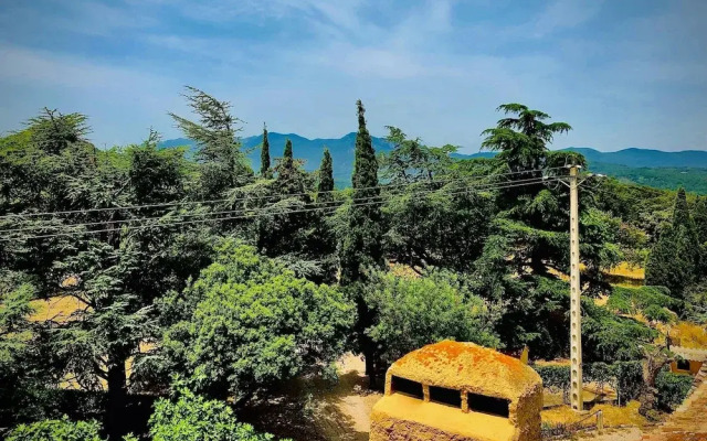 Masia Mimosa