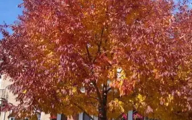 Village at York U