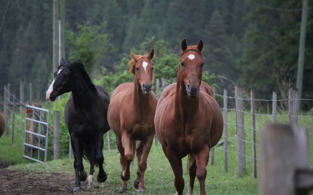 Tod Mountain Guest Cabins