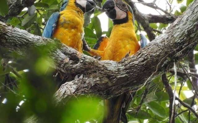 Ecological Jungle Trips & Amazon Lodge