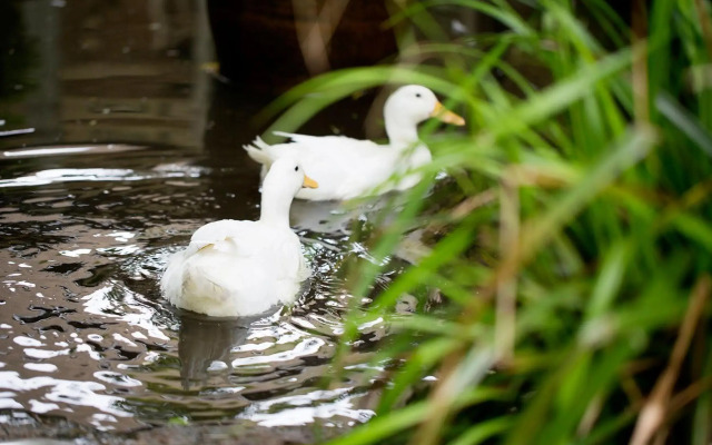 Old Swan