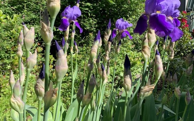 Salt Spring Carriage House B&B