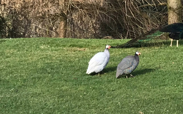 The Shepherds Hut at Hafoty Boeth