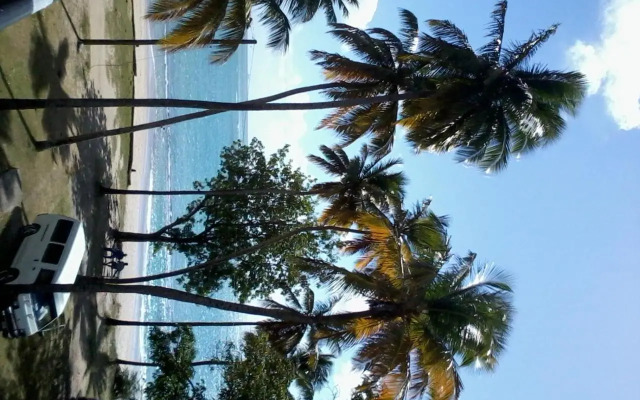Palm View